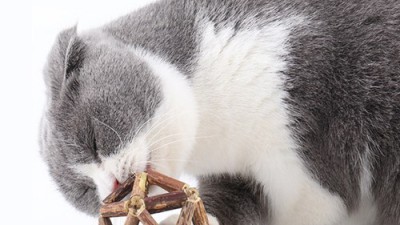 냥이 행복 충전! 😻 캣잎볼 후기 & 꿀팁 대방출! (특가정보有)